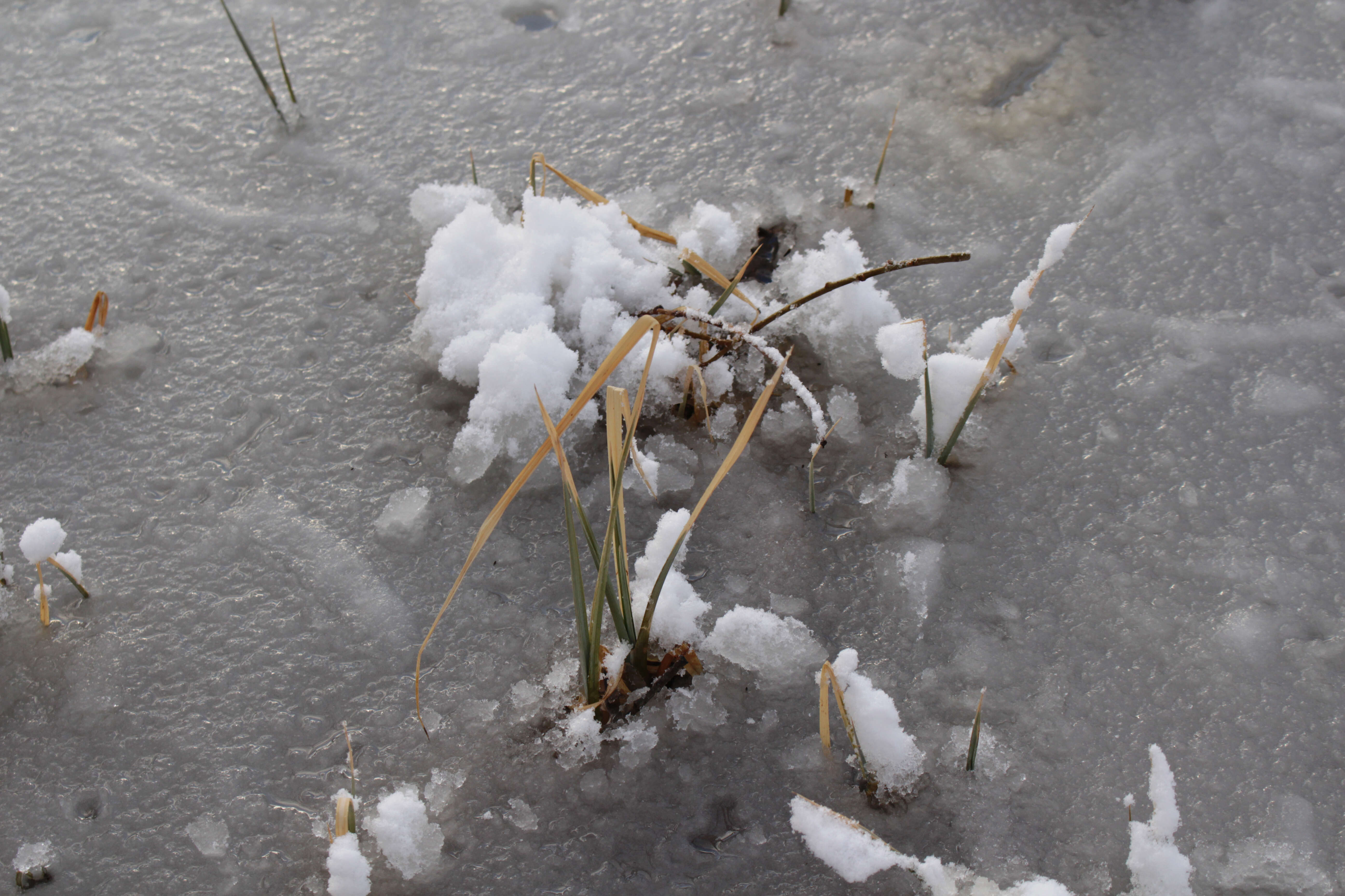 Image of Aquatic sedge