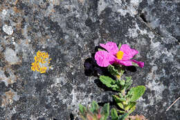 Image of Rockrose