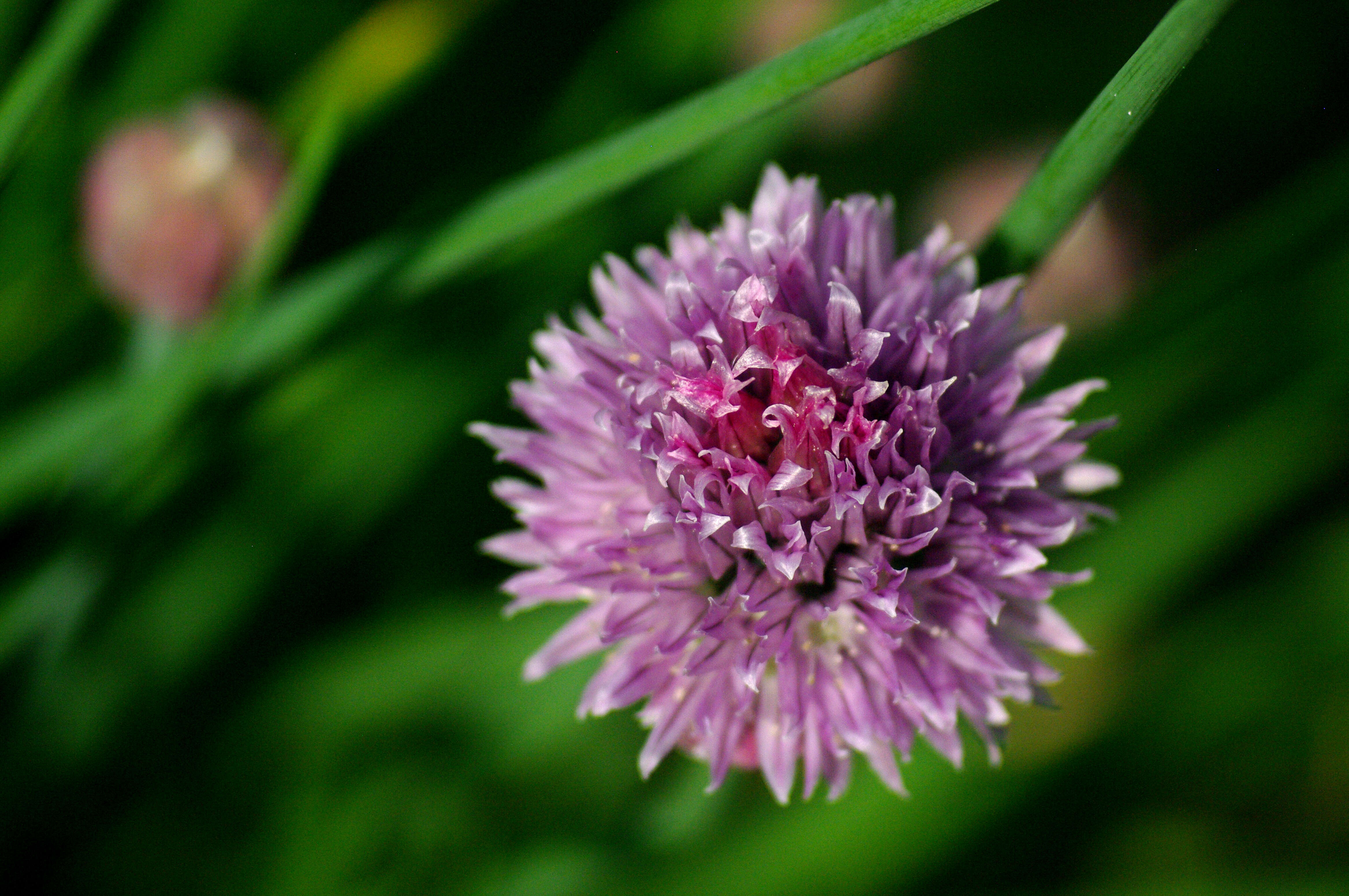 Image of Onions