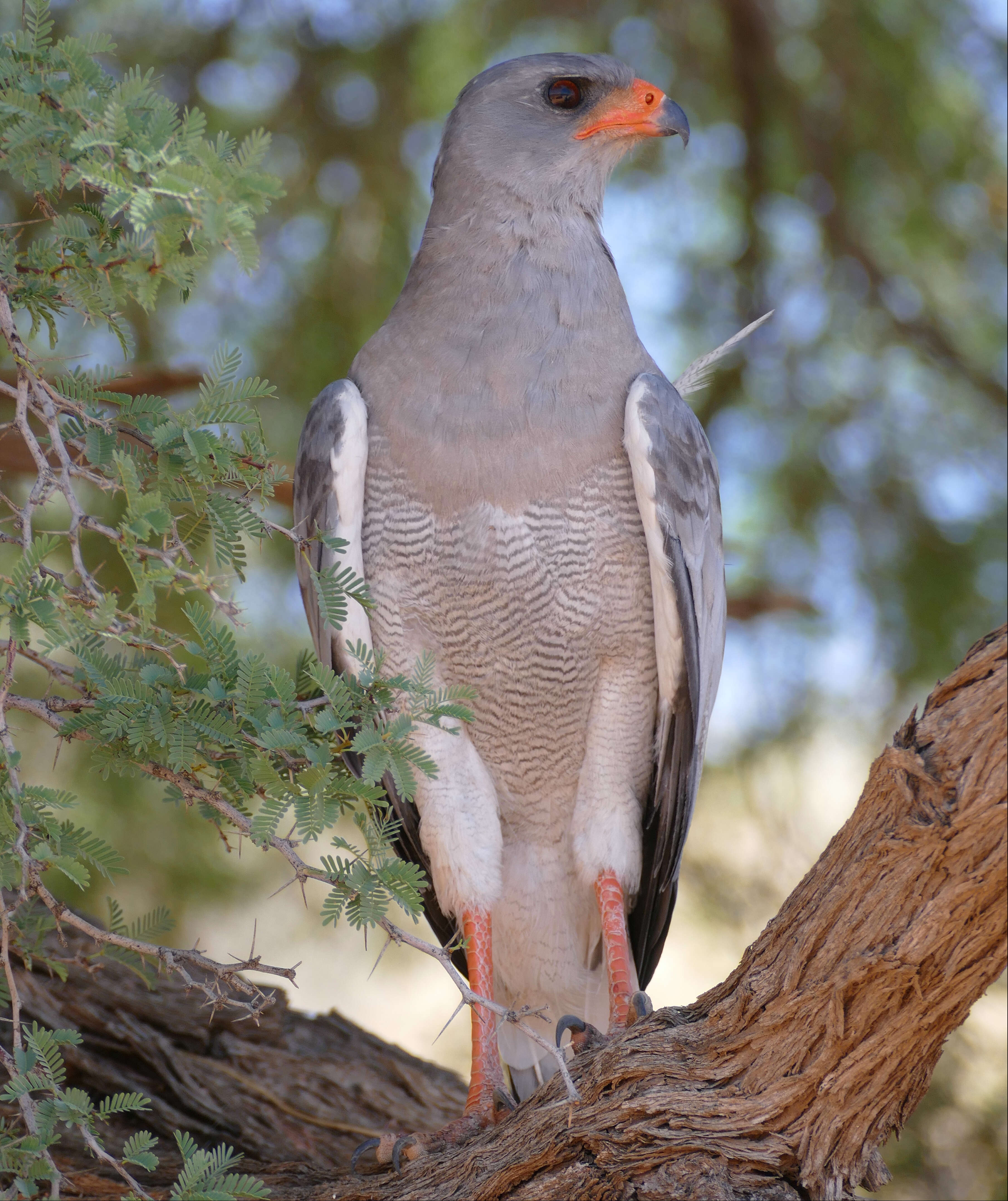 Image of Pale Chanting Goshawk