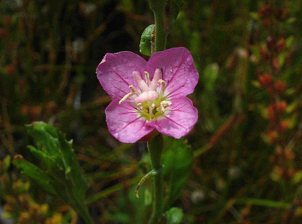 Image of evening primrose