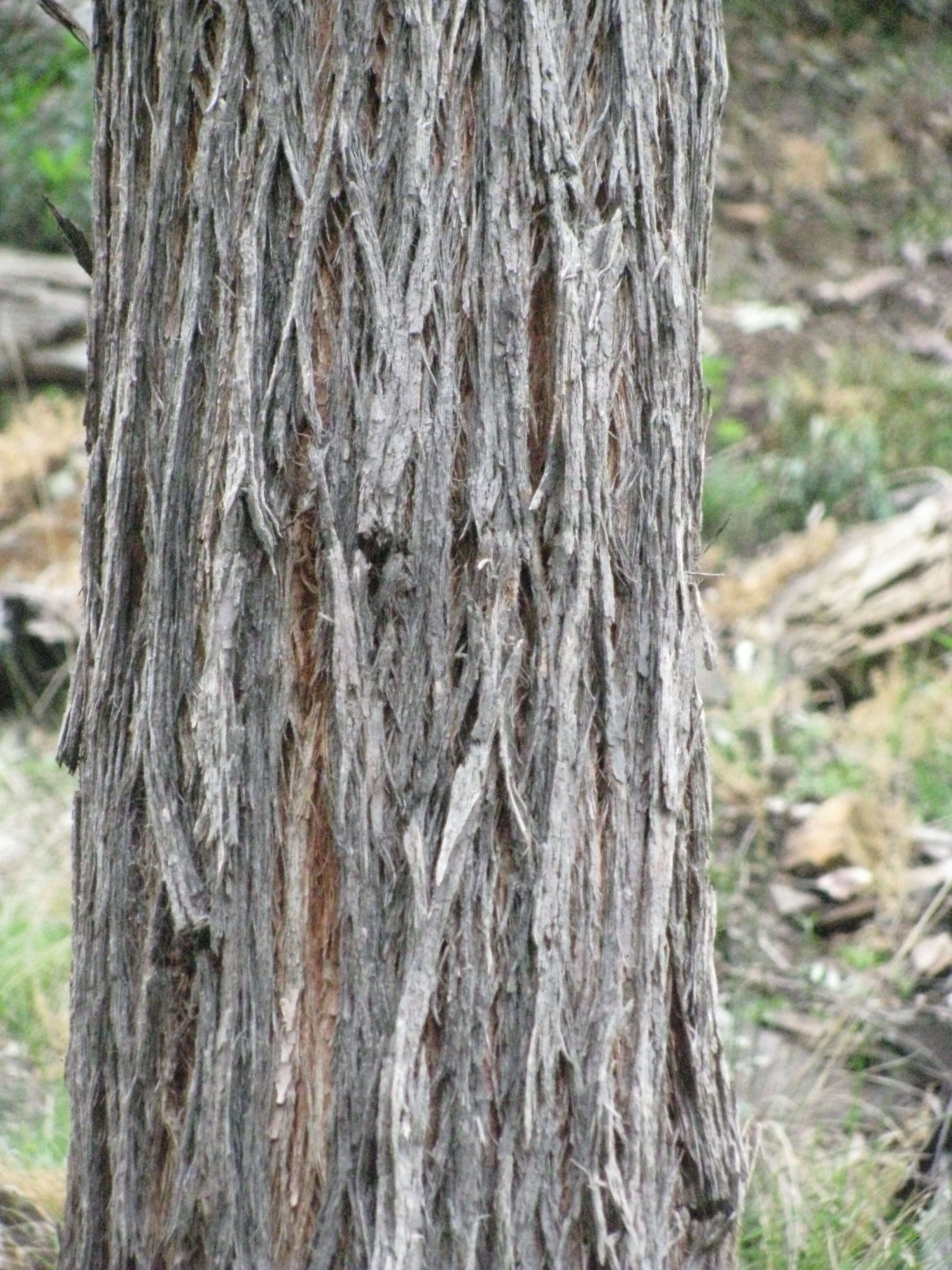 Image of brown stringybark