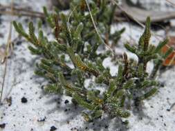 Image de Selaginella arenicola Underw.