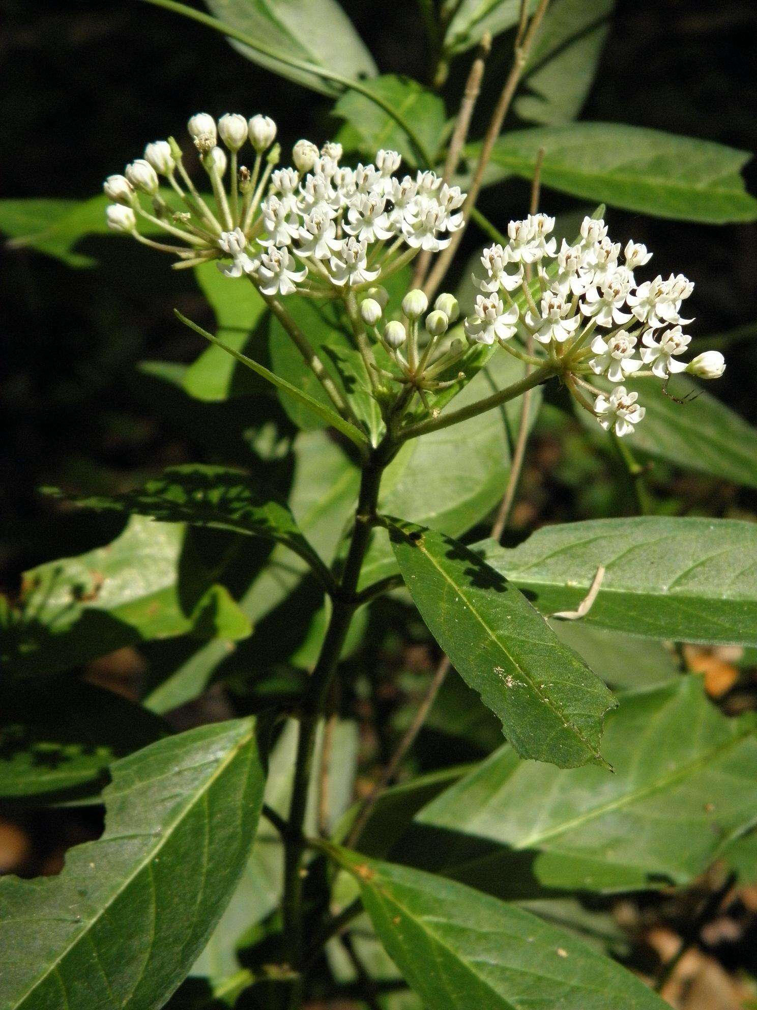 Image of aquatic milkweed