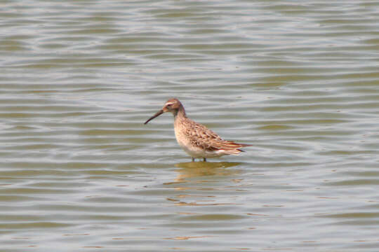 Image of Stilt Sandpiper