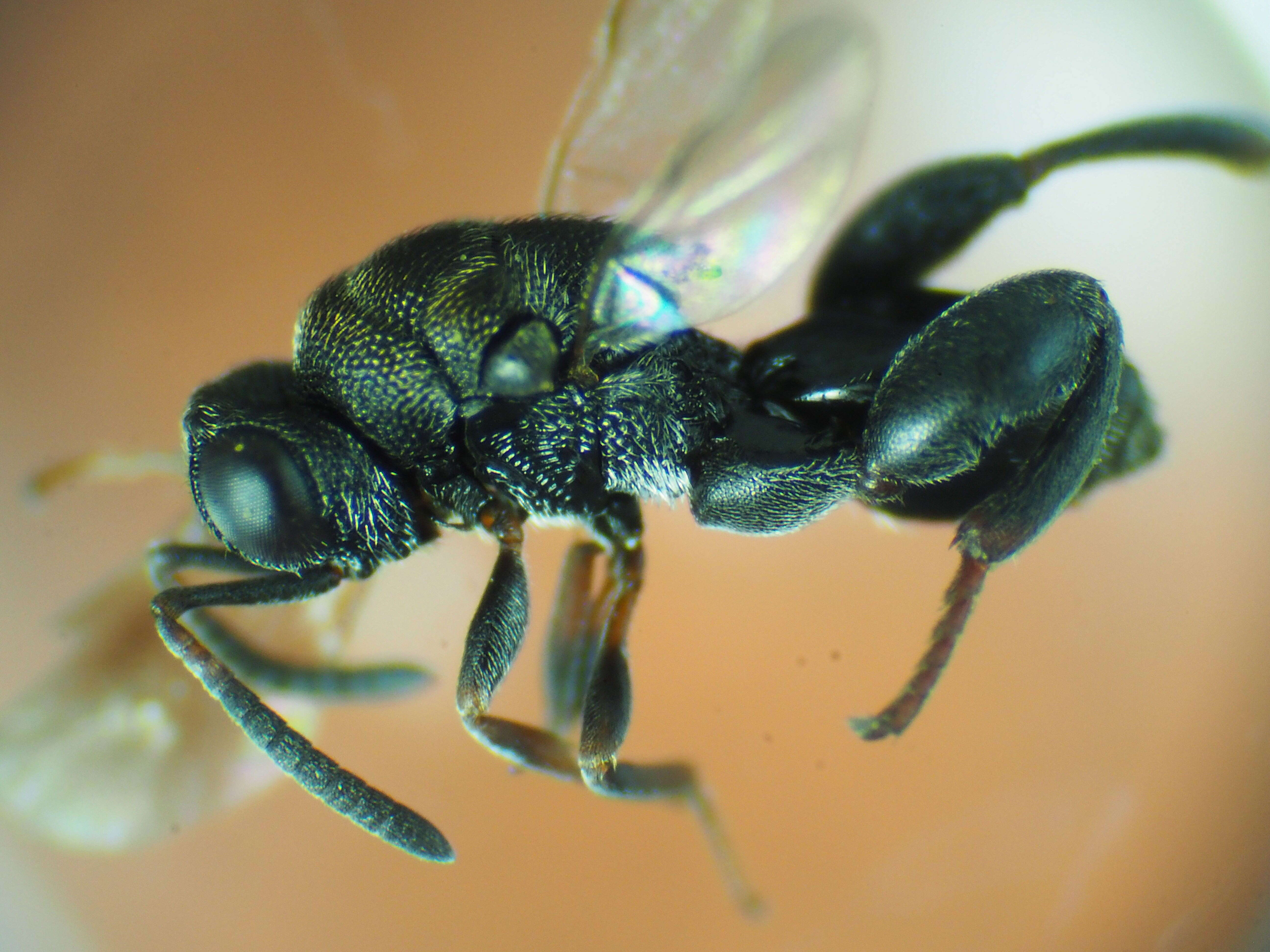 Image of chalcidid wasps