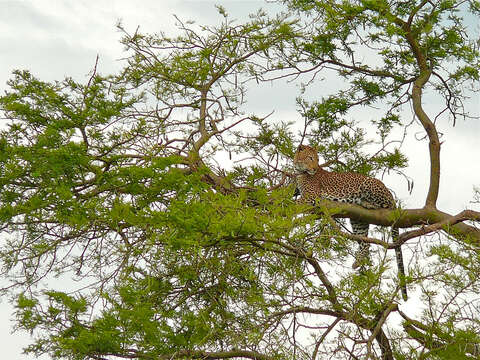 Image of Leopard