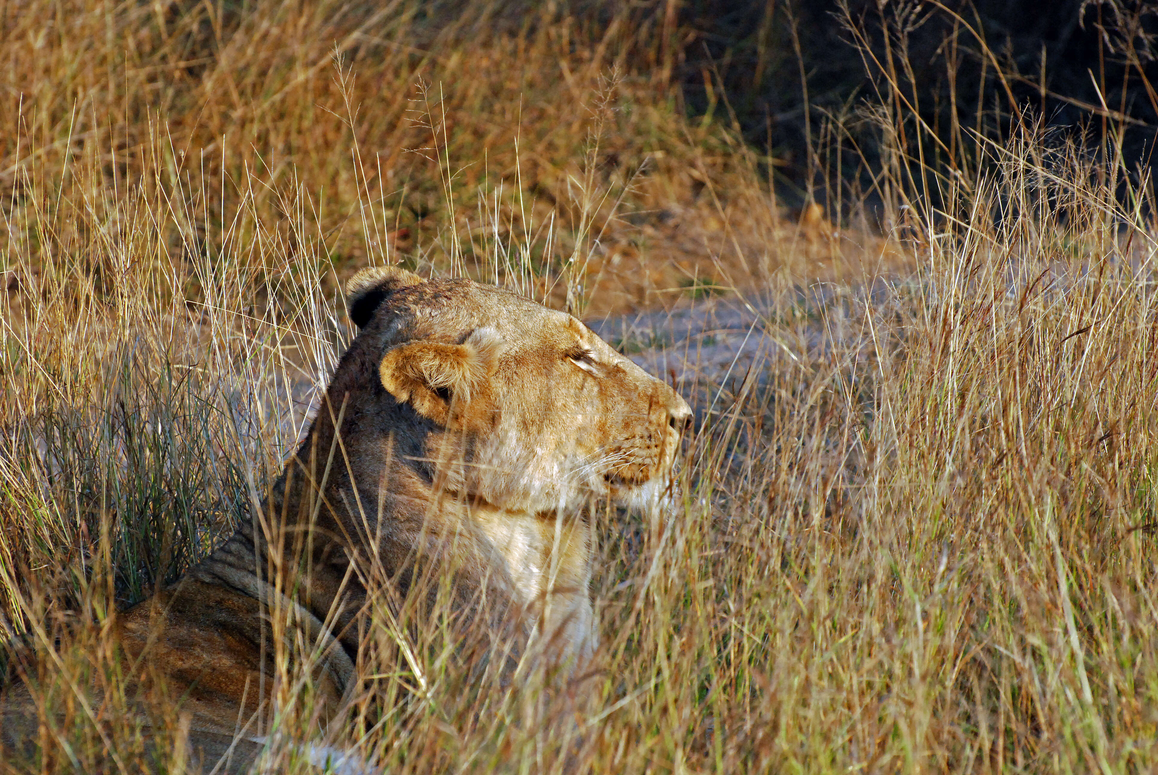 Image of big cats