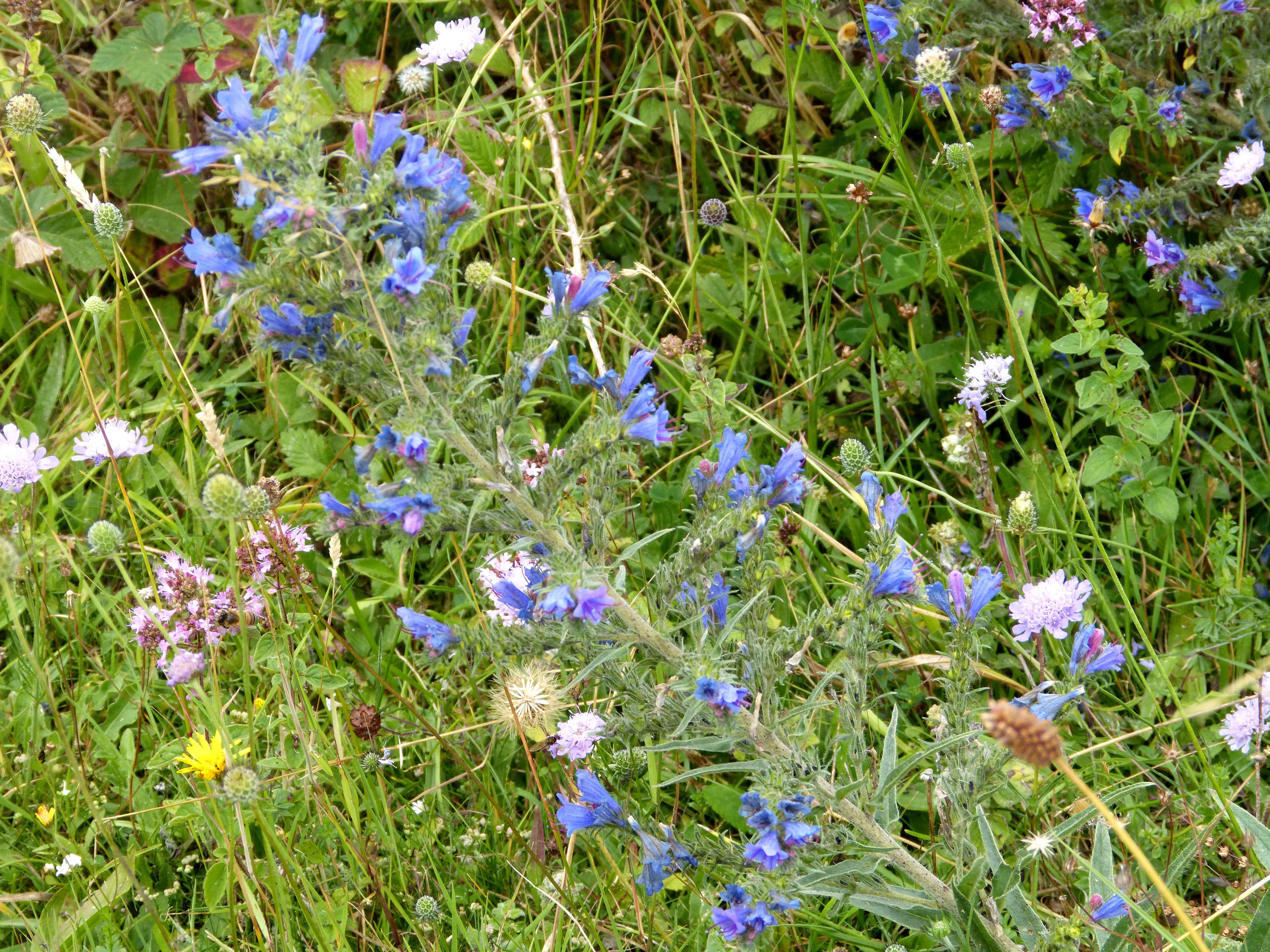 Imagem de Echium vulgare L.