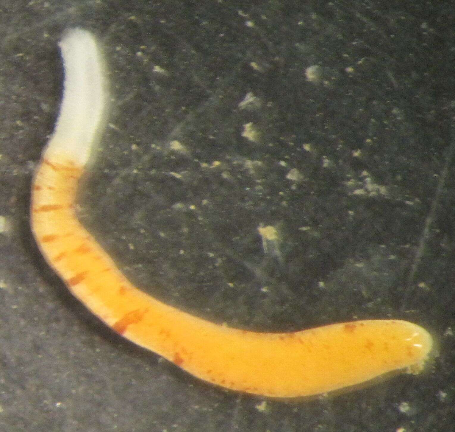 Image of Oerstediidae