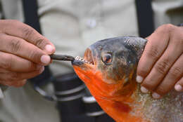 Image of Red-bellied piranha