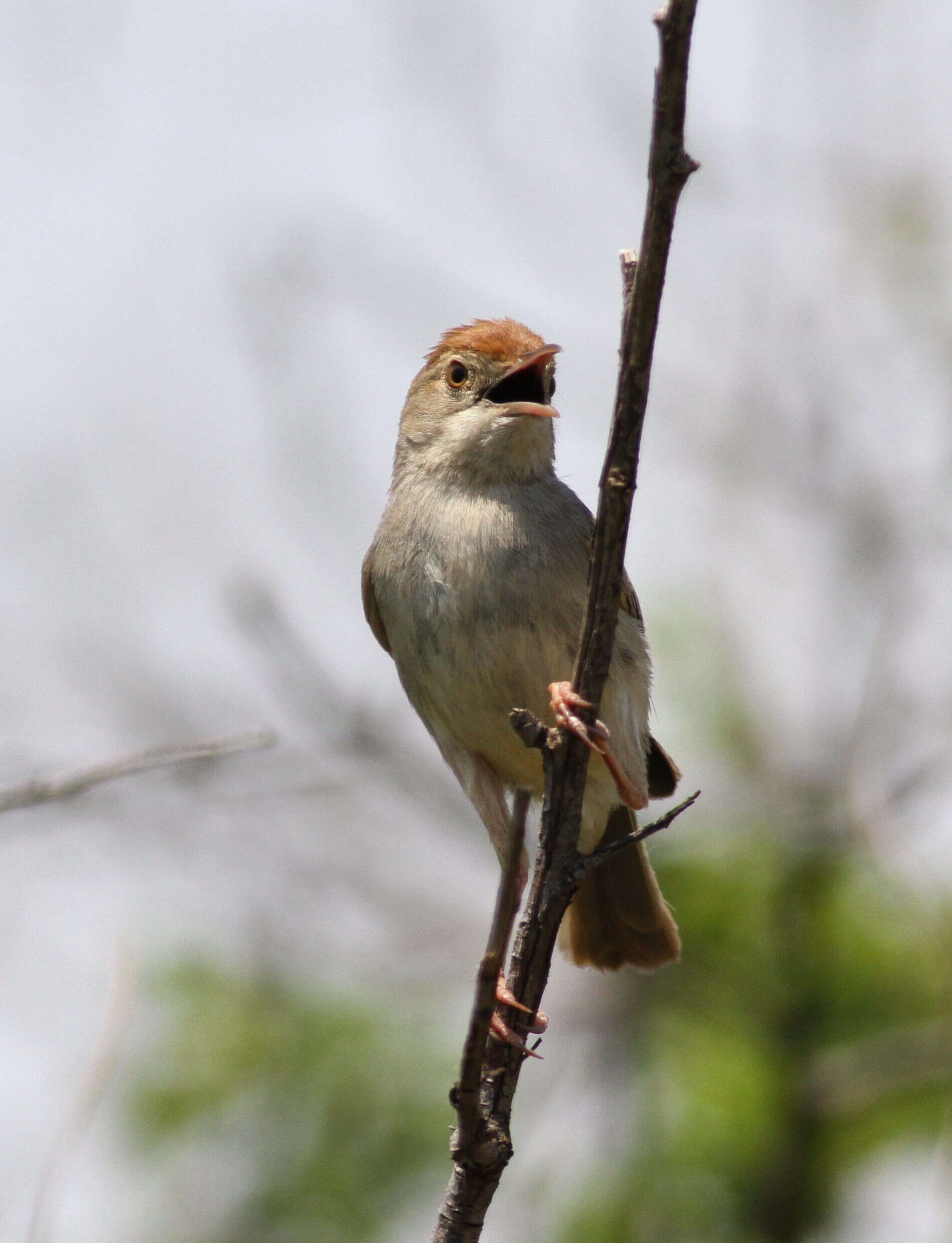 Imagem de Cisticola fulvicapilla (Vieillot 1817)