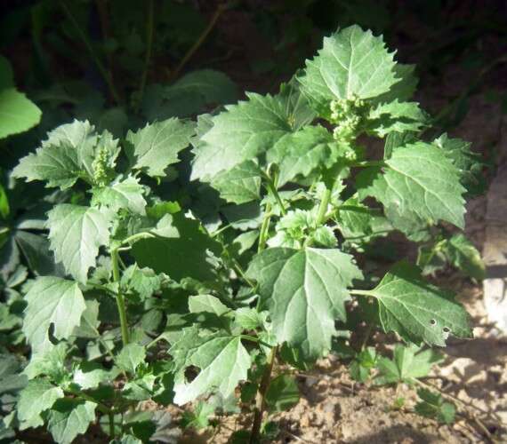 Image of Nettle-Leaf Goosefoot