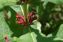 Image of horse-gentian