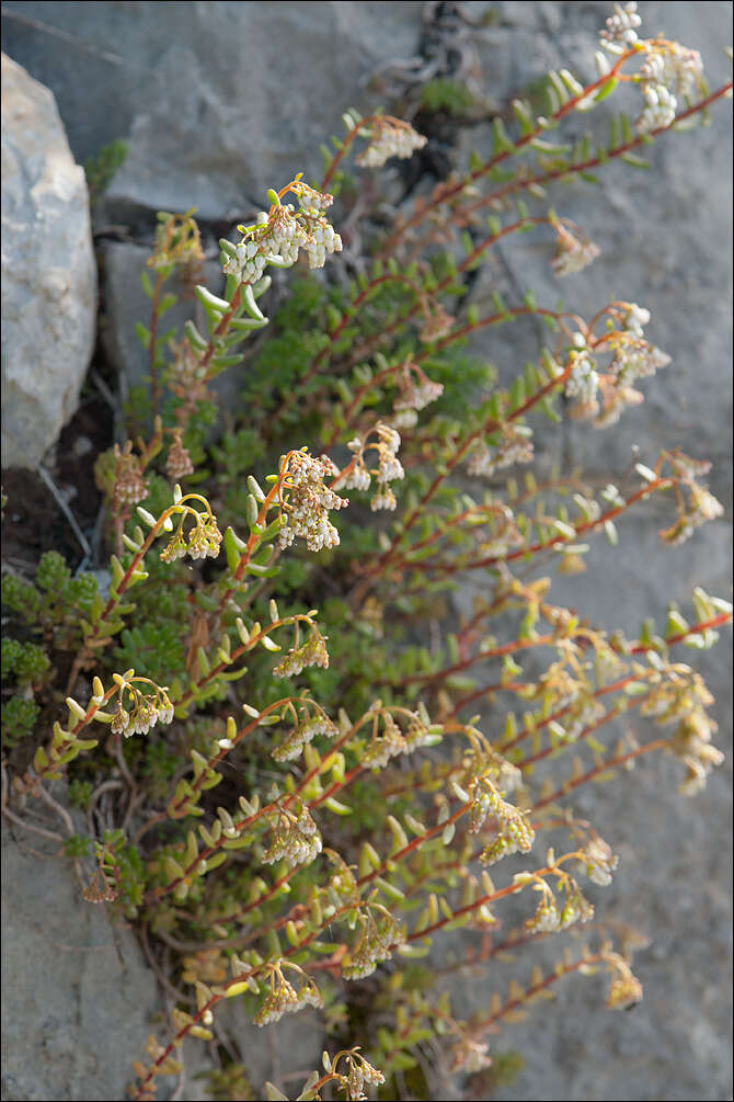 Image of stonecrop