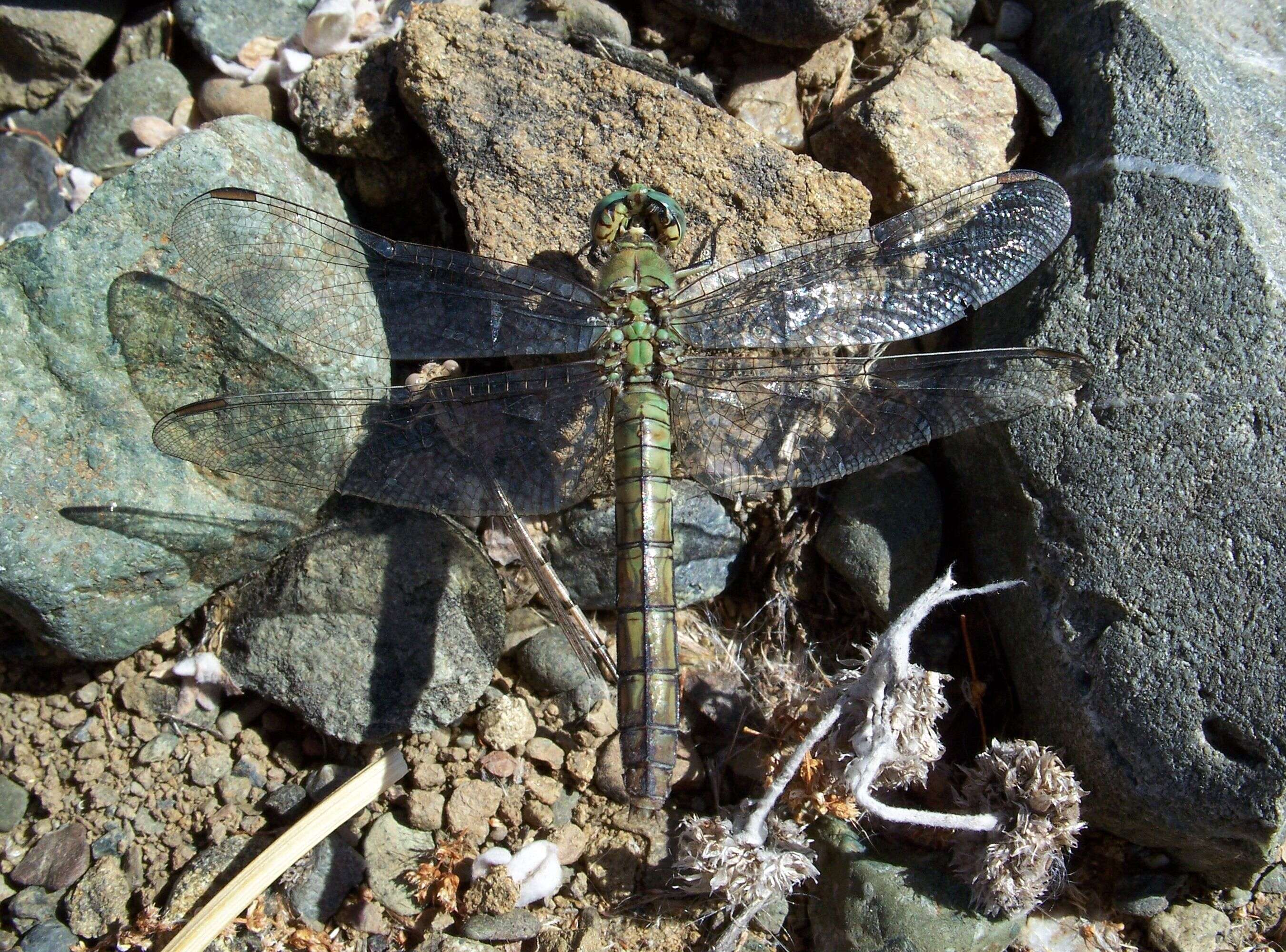 Image de Erythemis Hagen 1861