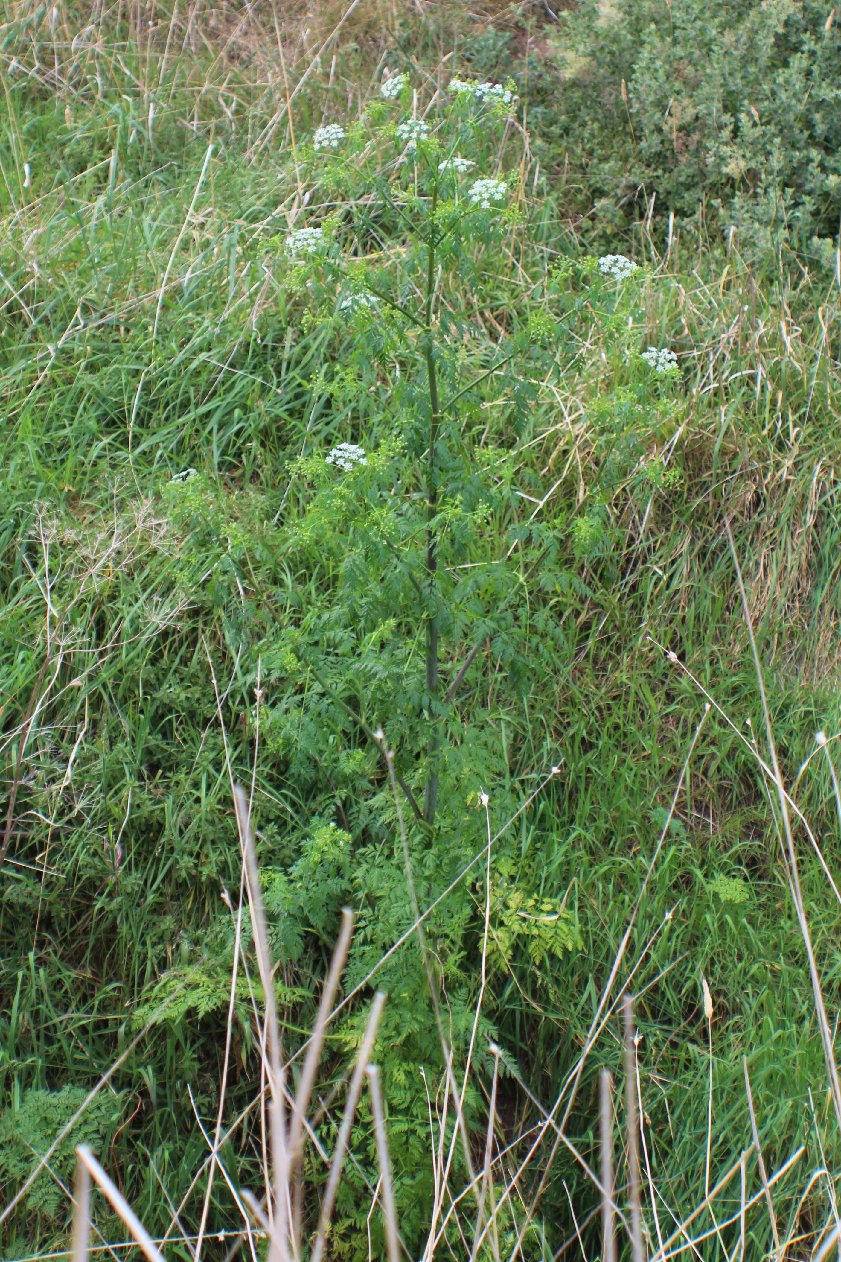 Image of poison hemlock