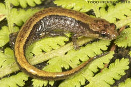 Image of dusky salamanders