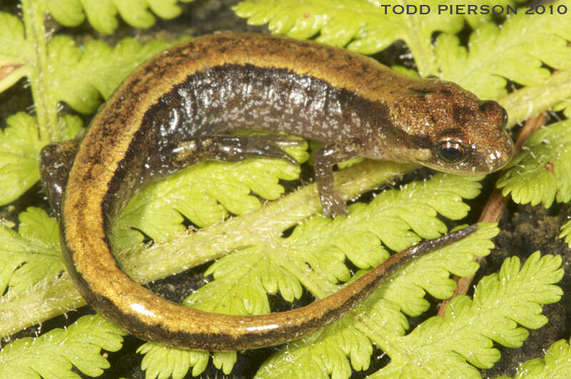 Image of Seepage Salamander