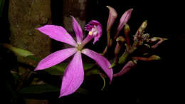 Image of Epidendrum flexuosum G. Mey.