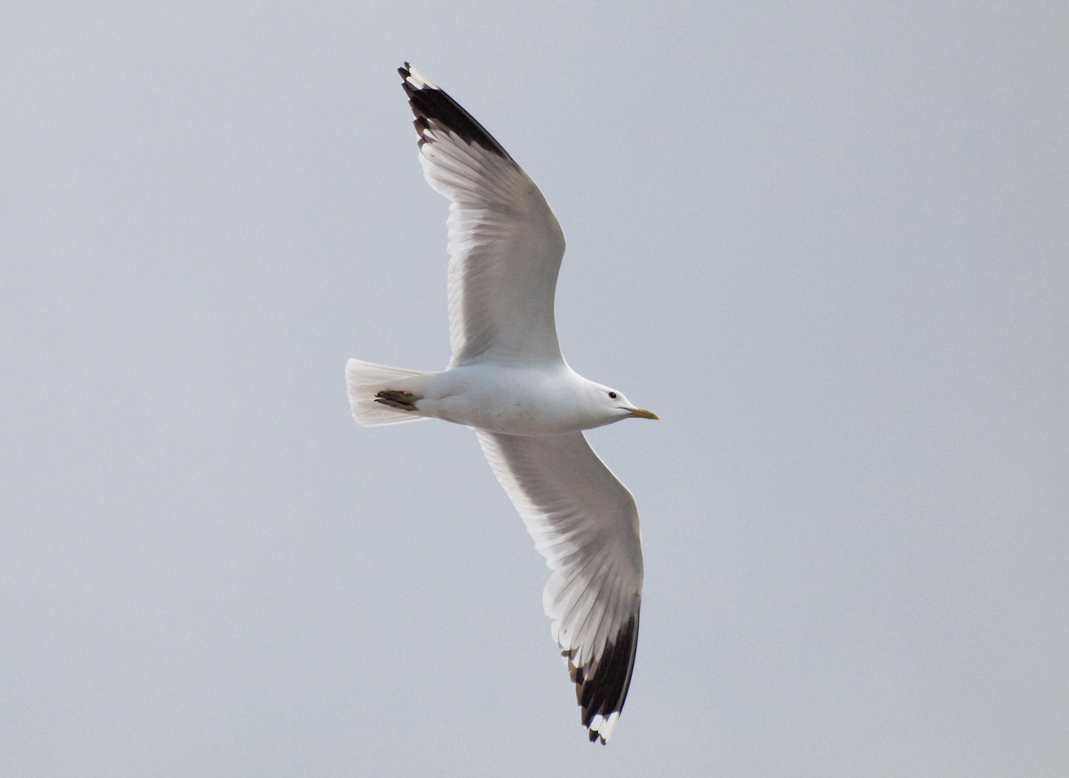 Image of Common Gull