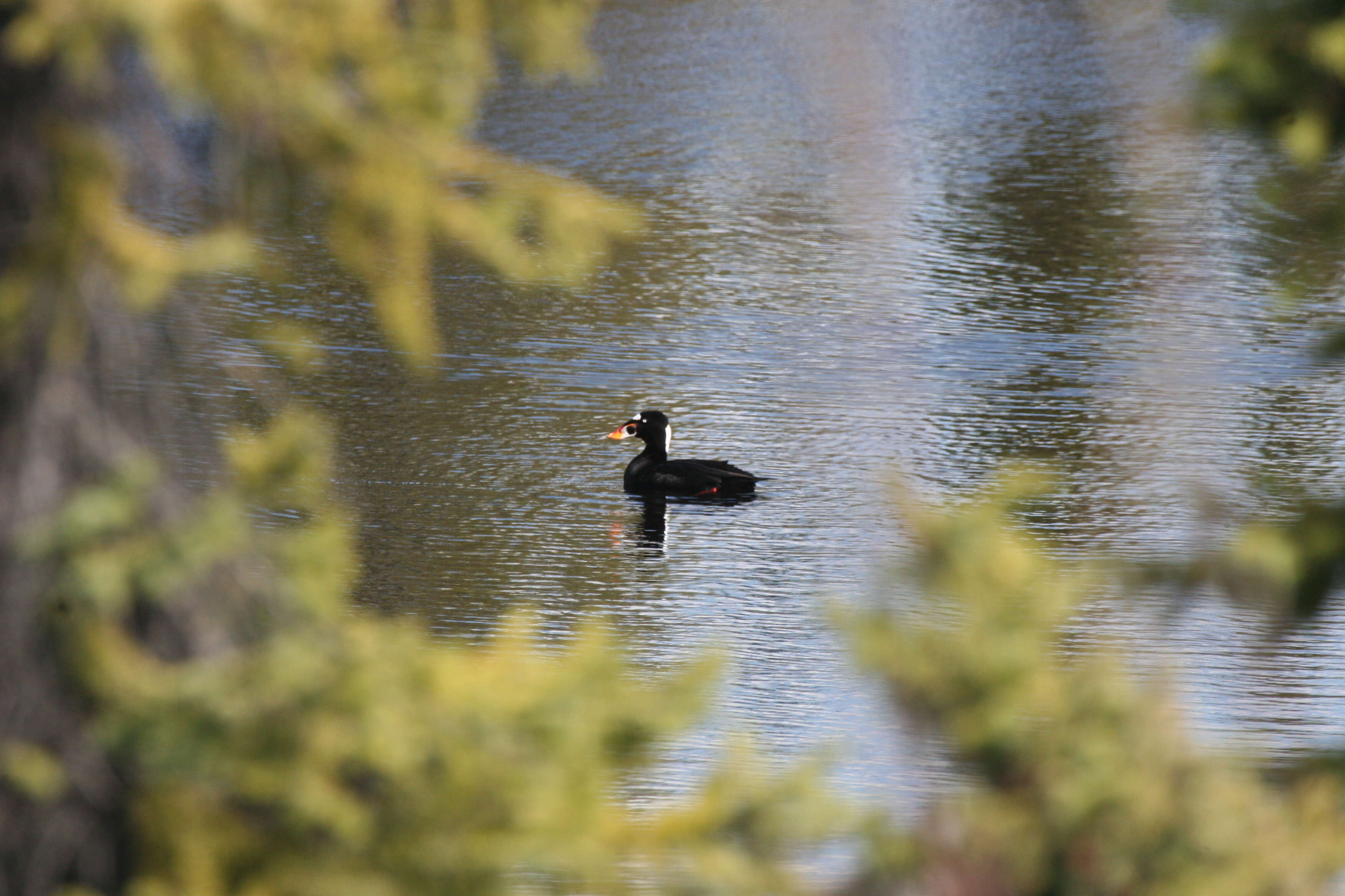 Image of scoter