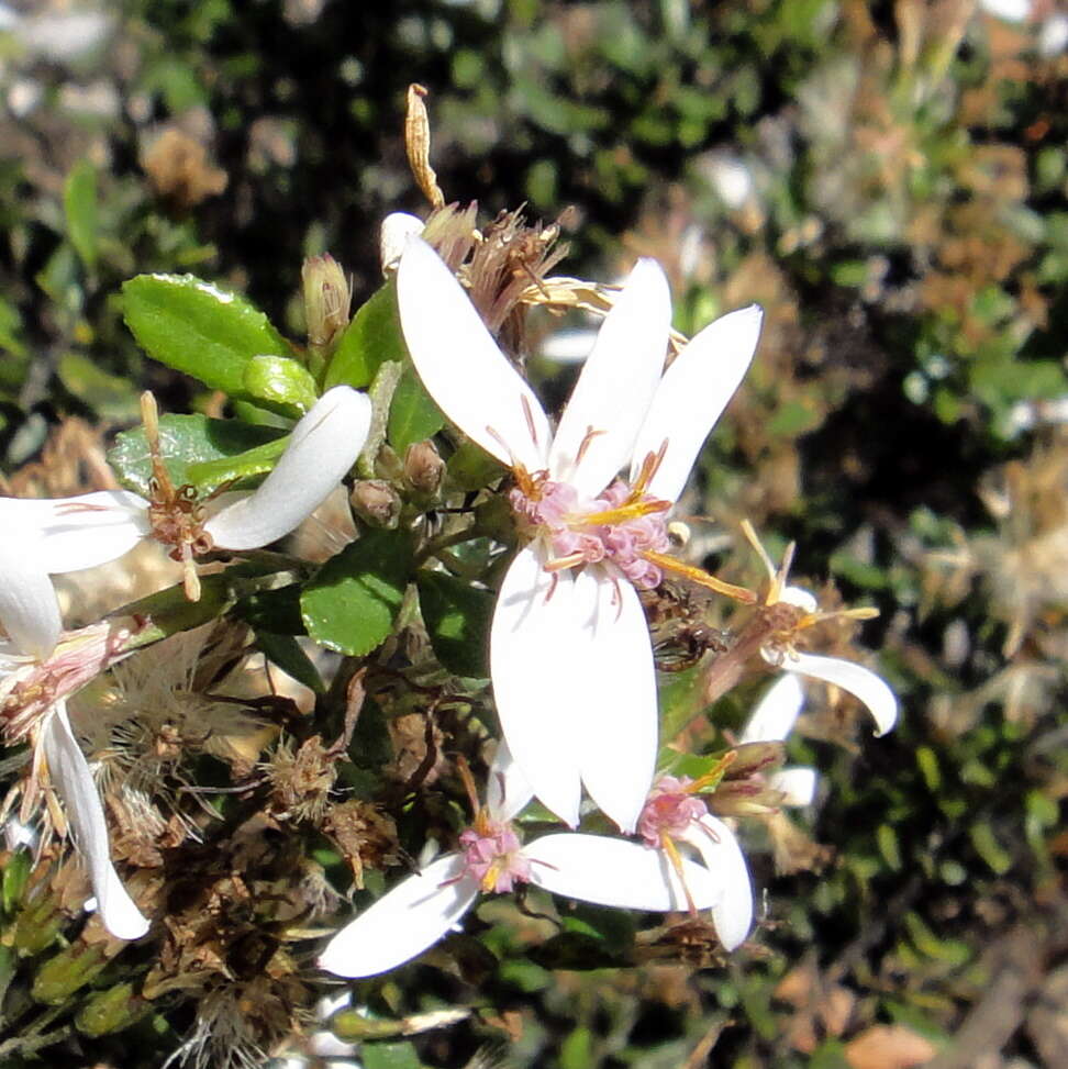 Olearia myrsinoides (Labill.) F. Müll. resmi