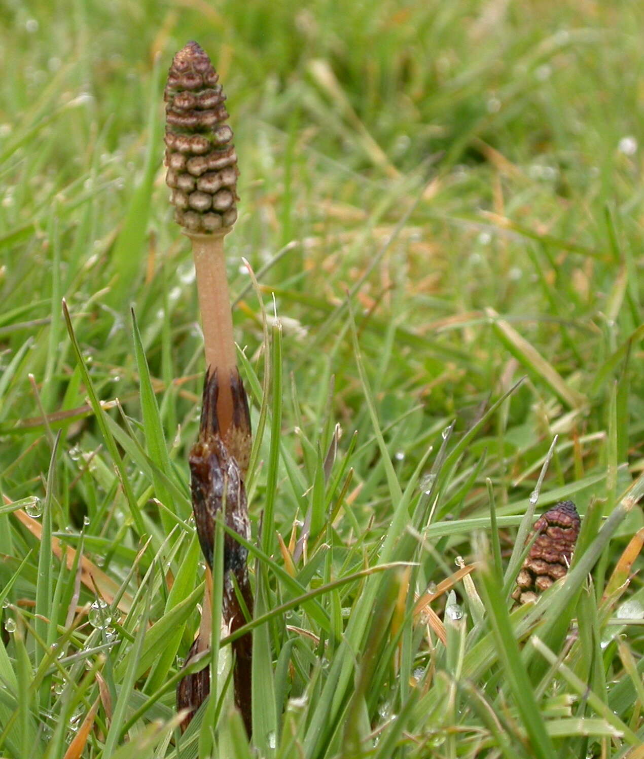 Image of field horsetail