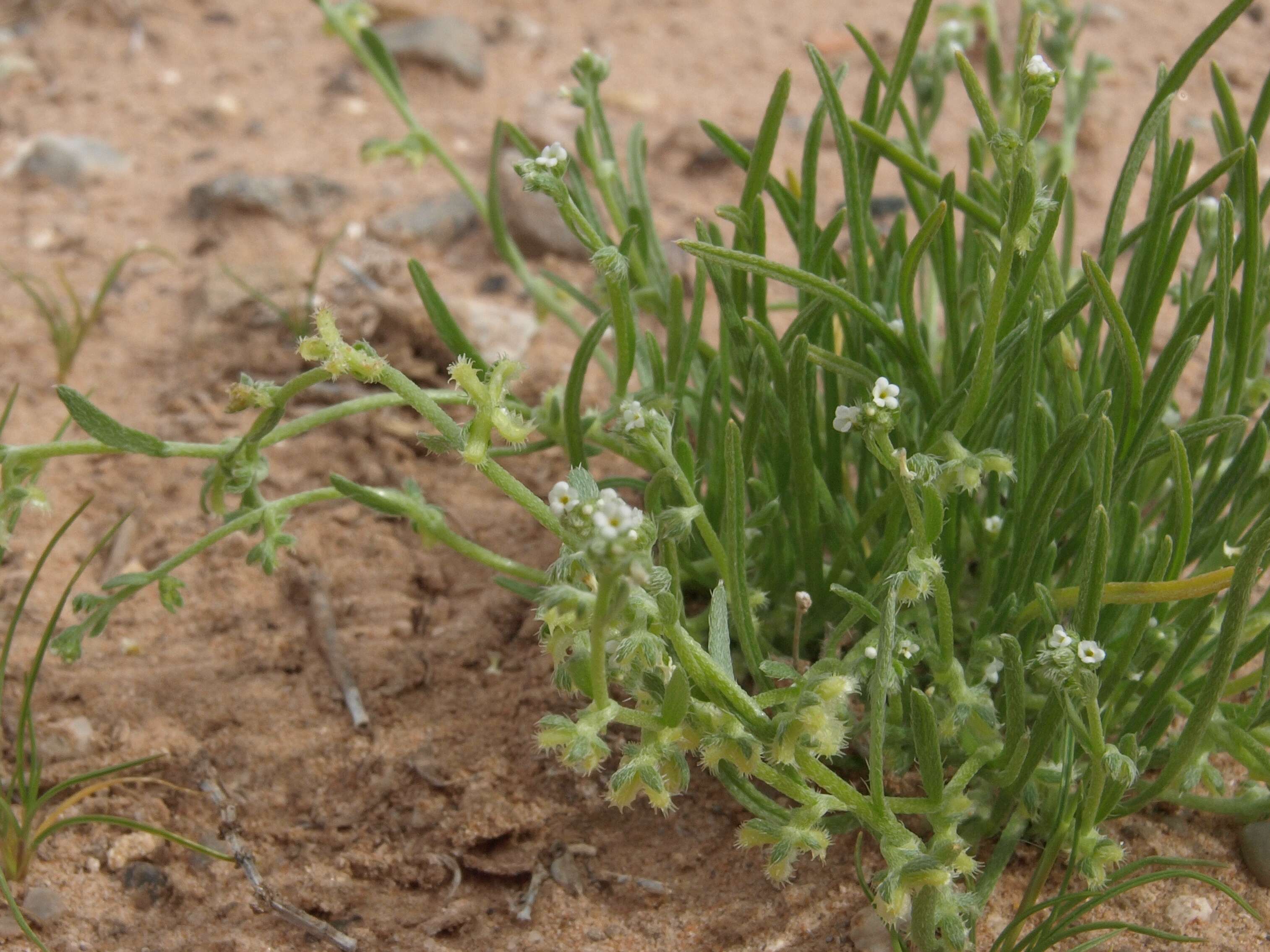 Image of chuckwalla combseed