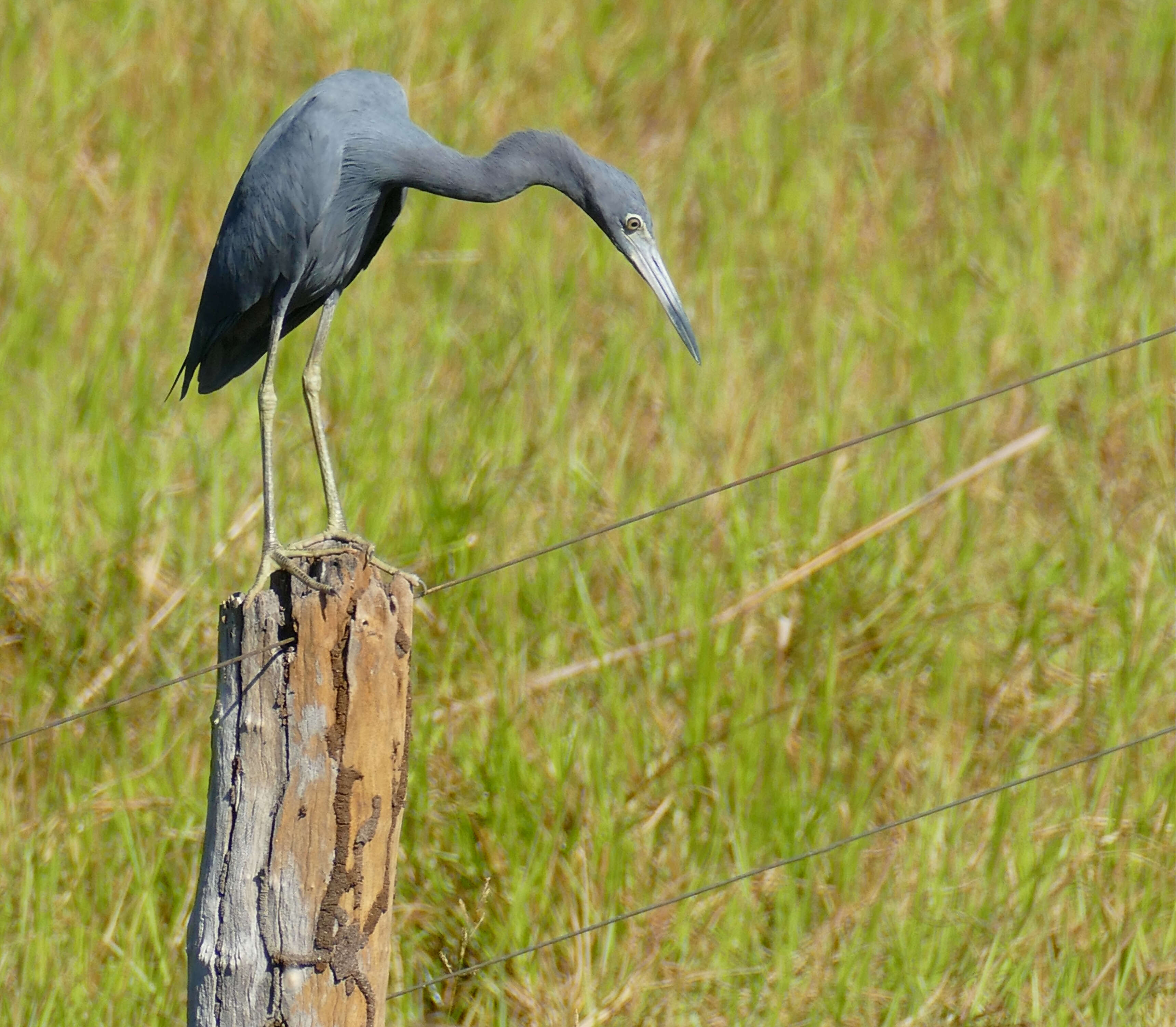 Image of Egretta Forster & T 1817