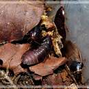 Image of Surinam cockroach