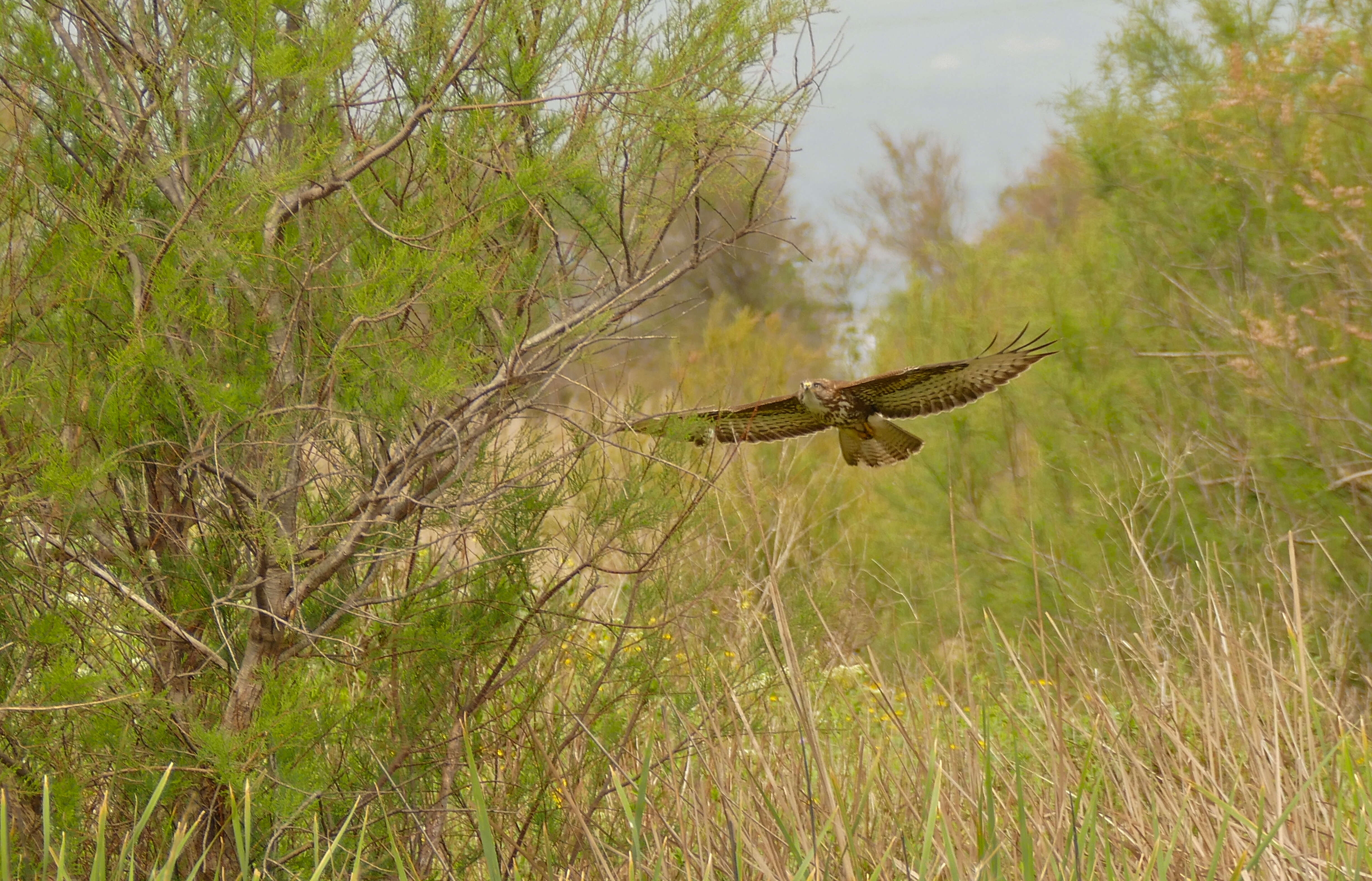 Image of Common Buzzard