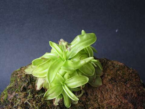 Image of southern butterwort