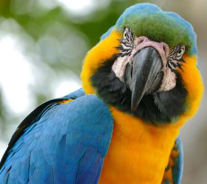 Image of Blue-and-yellow Macaw