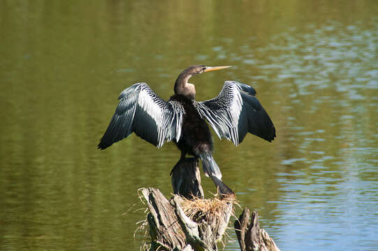 Image de Anhinga d'Amérique