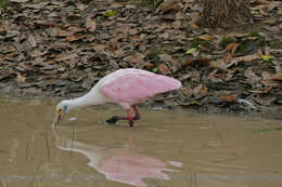 Image of Roseate Spoonbill