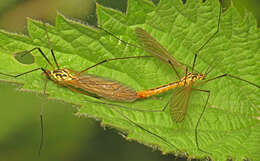 Image of Tiger Crane Flies