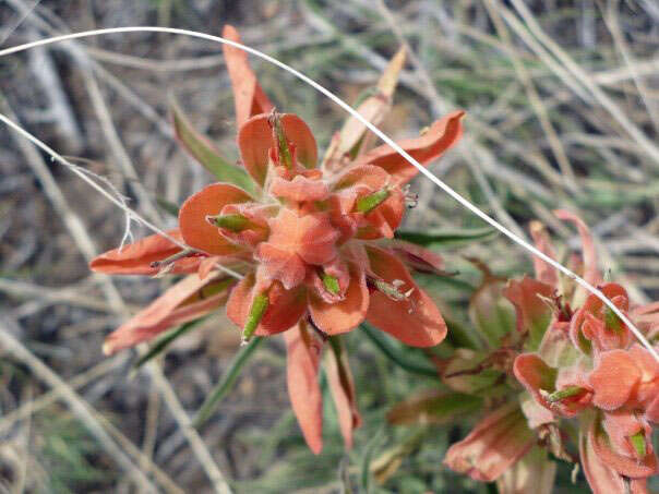 Image of wholeleaf Indian paintbrush