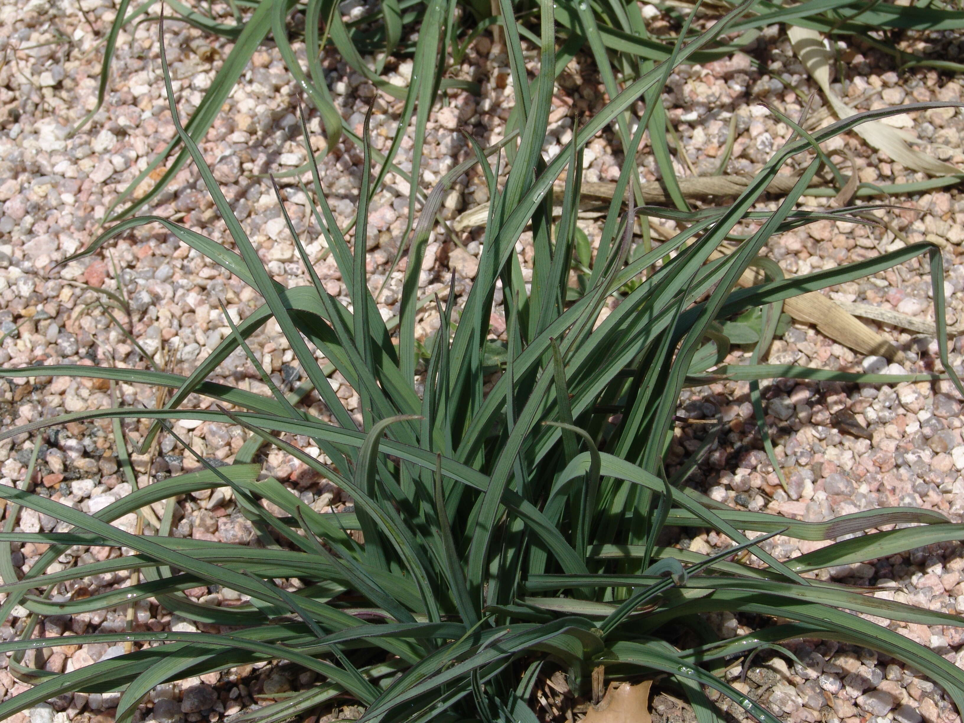 Image of prairie spiderwort