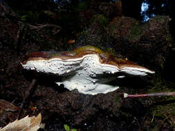 Image of Ganoderma