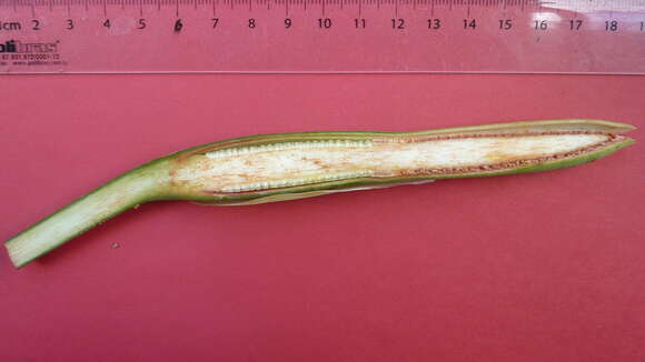 Image of Philodendron pedatum (Hook.) Kunth