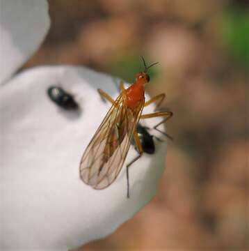 Image of Empis lutea Meigen 1804