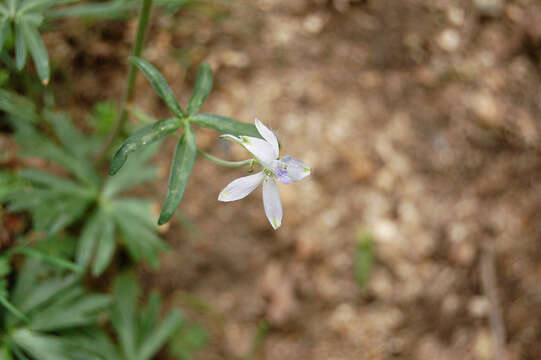 Image of twolobe larkspur