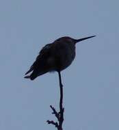 Image of Calypte Gould 1856