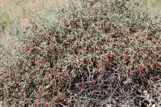 Image of Chenopodium nutans subsp. eremaeum (Paul G. Wilson) S. Fuentes & Borsch