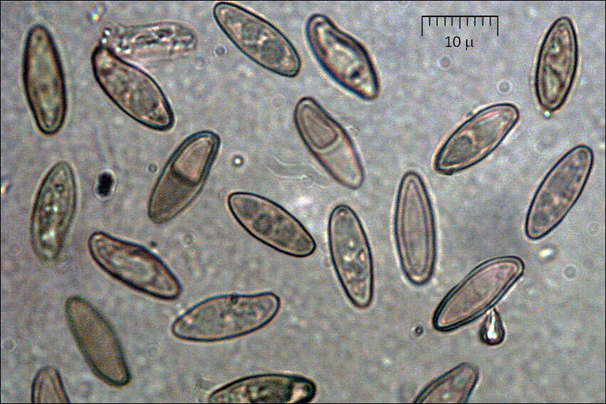 Image of Cerioporus varius (Pers.) Zmitr. & Kovalenko 2016