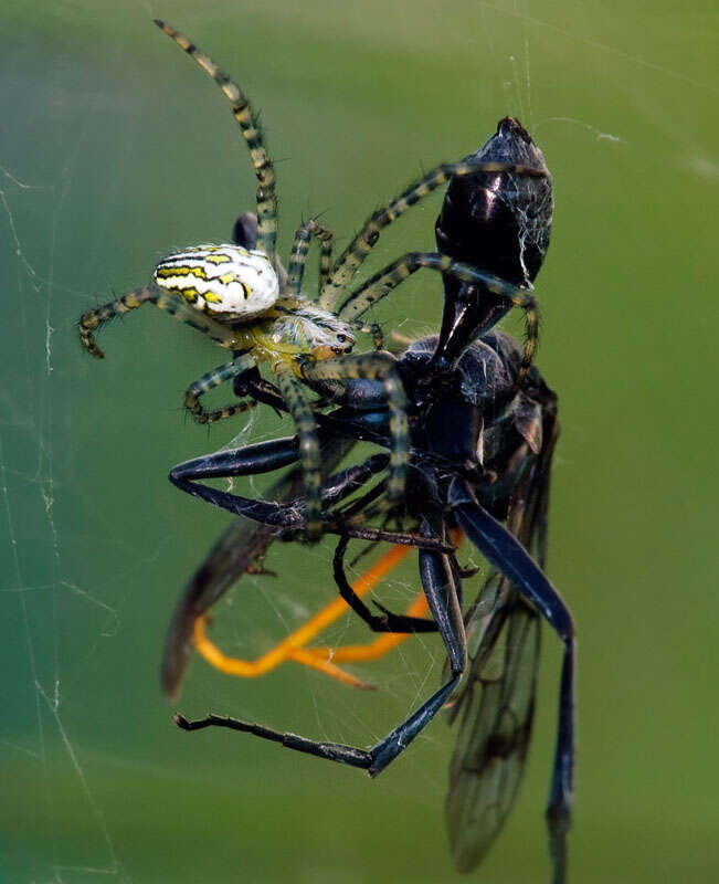 Imagem de Cyrtophora moluccensis (Doleschall 1857)