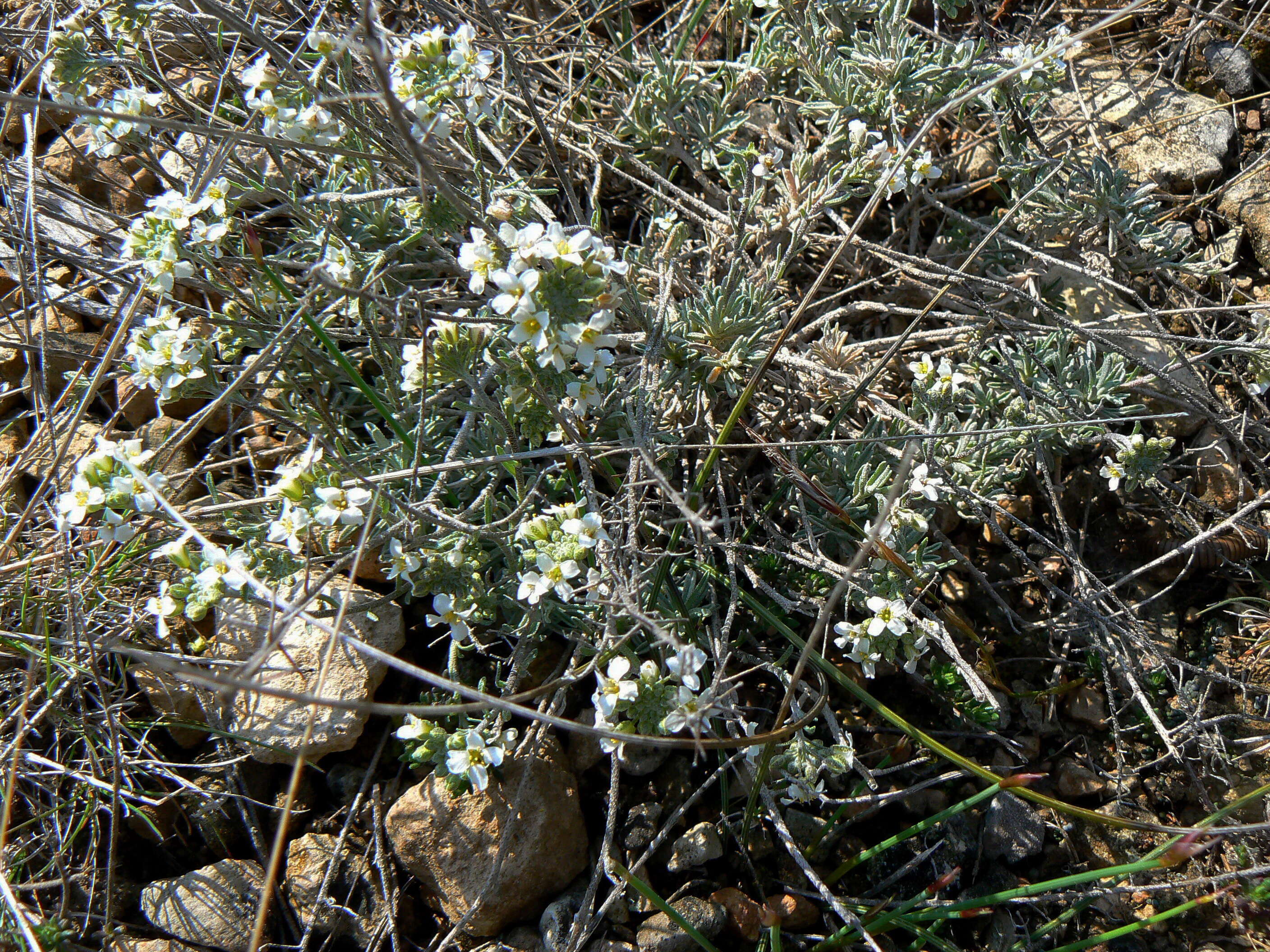 Image de Hormathophylla lapeyrousiana (Jord.) P. Küpfer