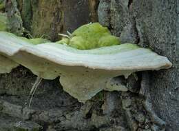 Image of Trametes