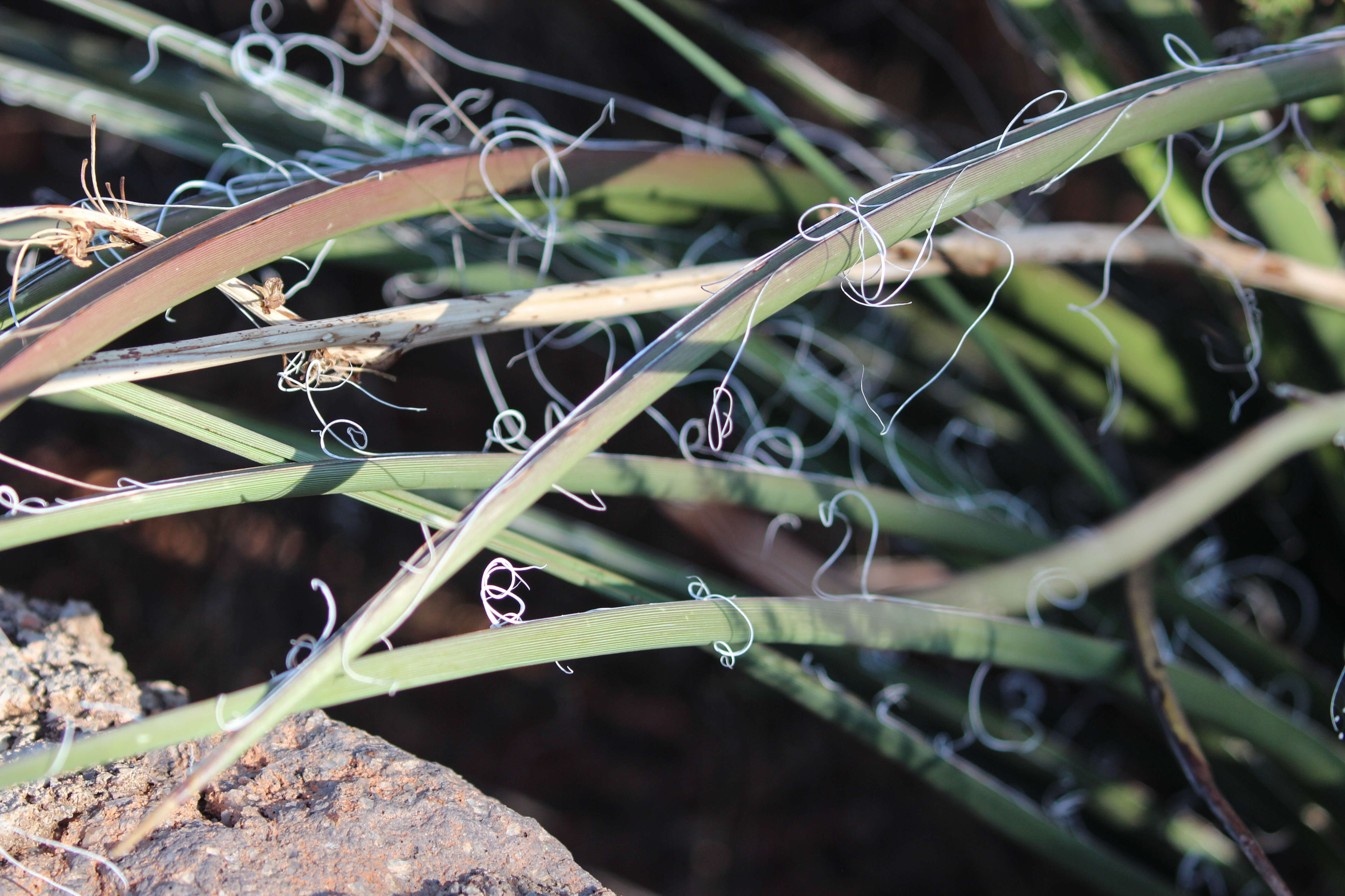 Image of false yucca